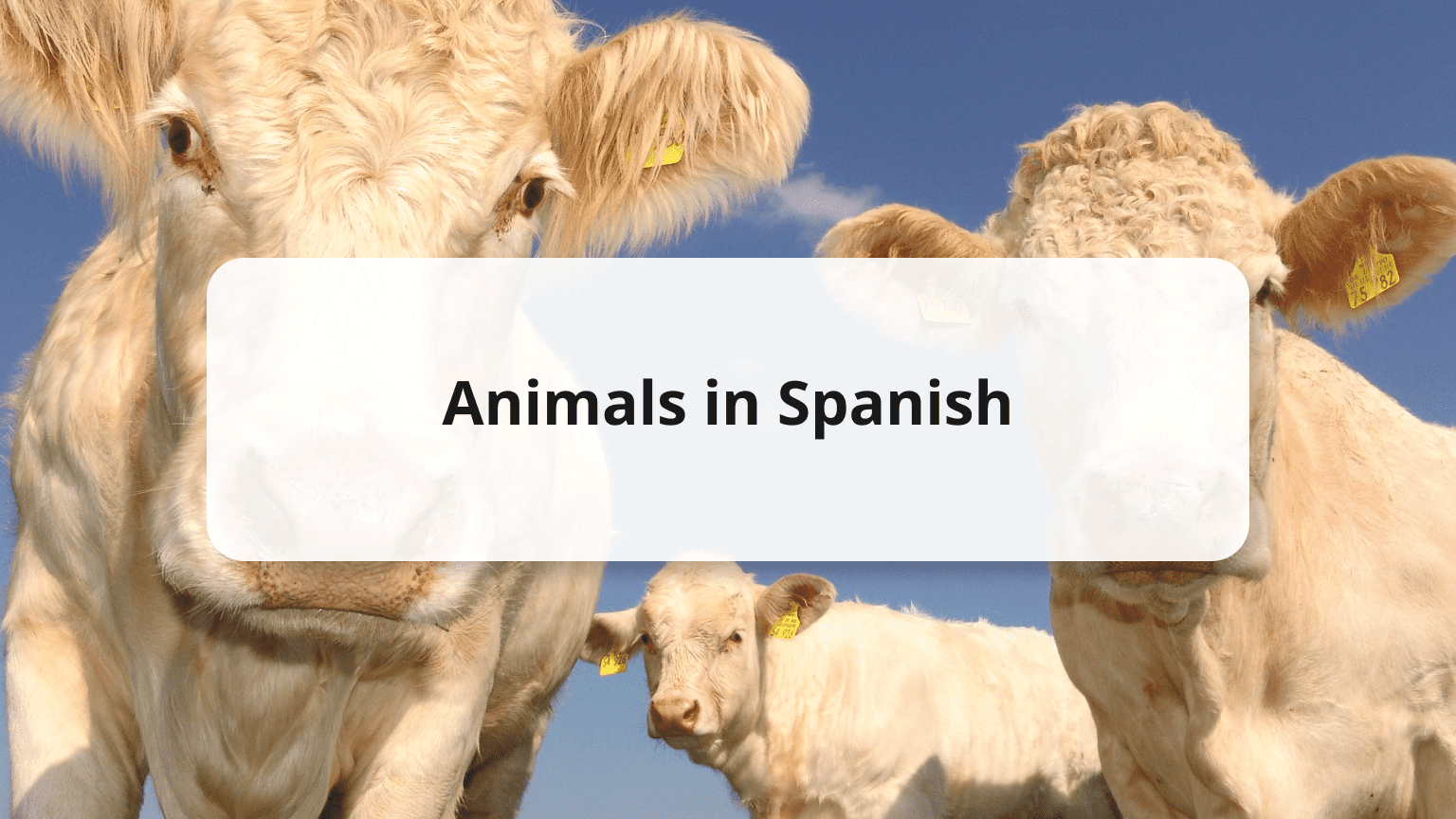 Animals in Spanish: 70 Animal Names to Improve Your Vocabulary