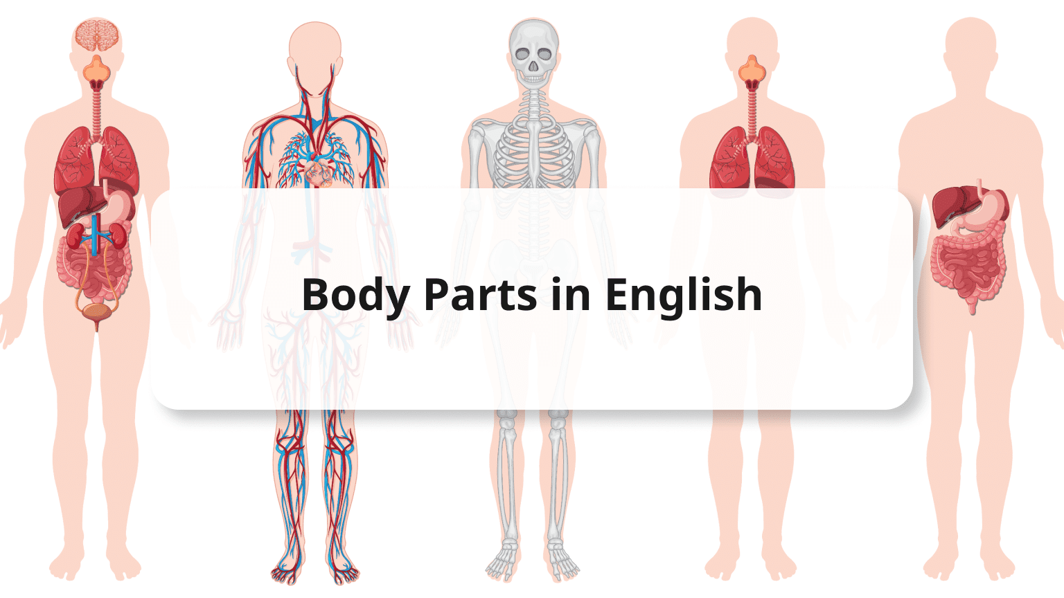 Parts of the Body
