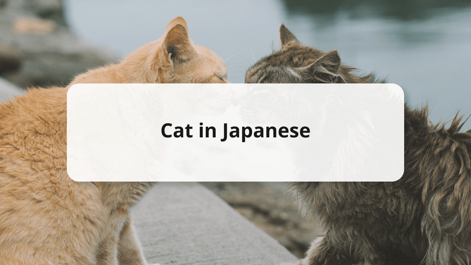 Five Cat Sounds & What They Mean