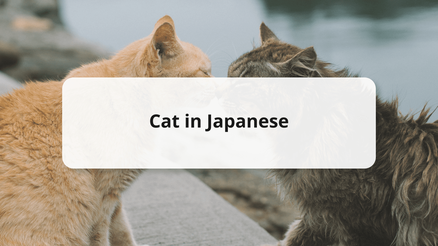 Learn How to Say Cat in Japanese - the Ultimate Guide