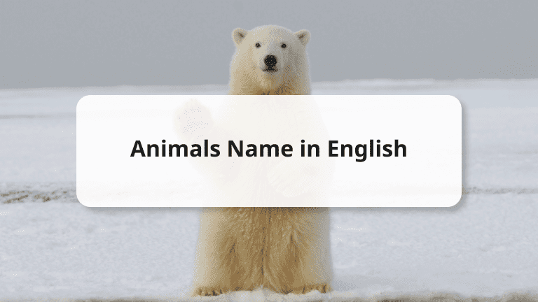 Learning Animals Name in English: Pronunciation, Plural Forms and More